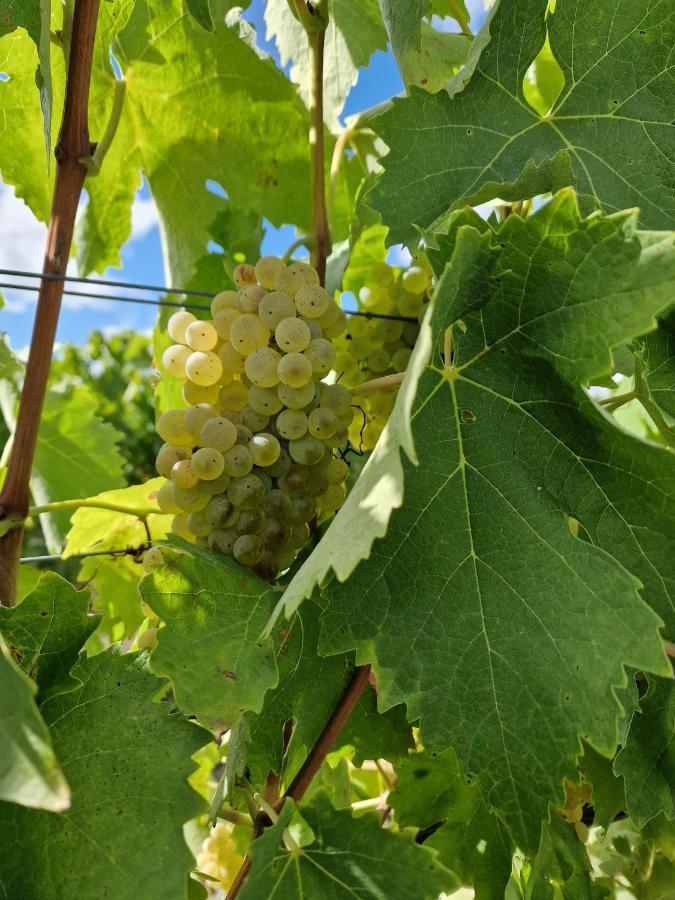 Escapade Entre Vignes Et Mer Corme-Royal Zewnętrze zdjęcie
